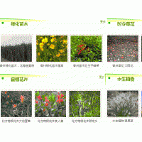 青州綠化苗木價格