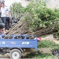 供應(yīng)永春尖葉桂花價(jià)格 永春尖葉桂小苗 福建柳葉桂種植基地 泉州