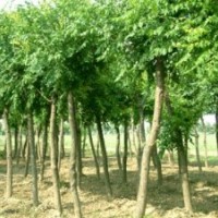 【河北毛白楊】【5公分毛白楊】毛白楊育站華潤(rùn)苗木-