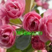 供山東白蘭地海棠，白蘭地海棠接穗，白蘭地海棠接穗哪里有