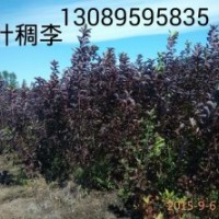 出售紫葉稠李苗 稠李苗籽 云杉苗 櫻桃苗