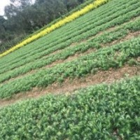 刺杉苗★刺杉苗價格|湖北刺杉