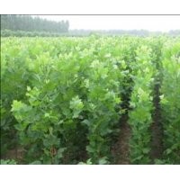供應(yīng)法桐小苗
