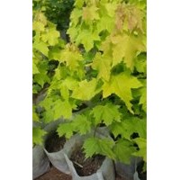 供應(yīng)黃金楓.小苗.嫁接.營養(yǎng)袋苗