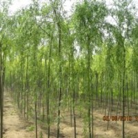 柳樹當(dāng)年苗二根一桿三根二桿種穗種根