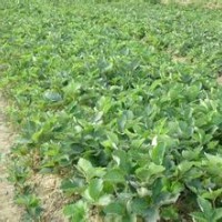 苗木供應(yīng) 各種規(guī)格草莓苗花椒苗香椿苗 北海道