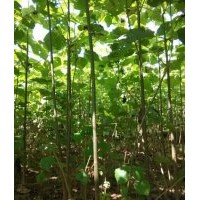 2015泡桐基地整地，低價(jià)供應(yīng)大量1-10公分泡桐苗