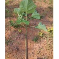 江西泡桐基地 大量供應(yīng)1-10公分泡桐苗、泡桐種根