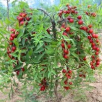 供應(yīng)鈣果苗白皮松油松桃樹山楂樹蘋果樹等綠化樹木及各種果樹