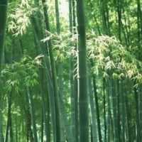 供應(yīng)毛竹 毛竹樹苗 竹柳 竹柳樹苗 麻竹 麻竹樹苗