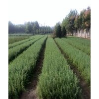 汝南縣舍屯雪松基地