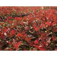 低價(jià)直銷(xiāo)紅葉石楠苗