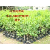 占地苗首選沉香苗