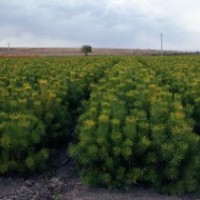 瑤之圃苗木有限公司