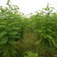 天津刺槐價(jià)格