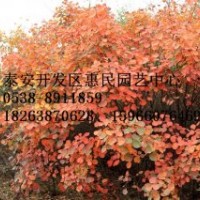 山東泰安黃櫨 紅櫨小苗批發(fā)價格