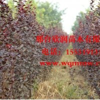 大量供應(yīng)中華太陽(yáng)李 2公分