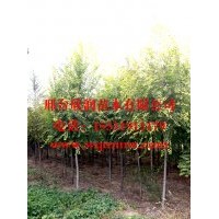 欣潤苗木大量供應金葉榆胸徑 4公分