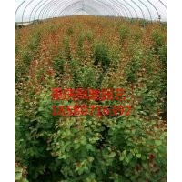 重慶/湖北/湖南/貴州/四川曼地亞紅豆杉價格