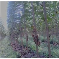 因投資需要，2公分楸樹，3公分楸樹，緊急出售