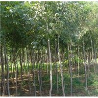 產地供應1-20公分白蠟，絨毛白臘，白蠟樹