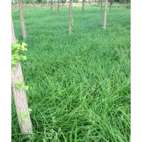 真誠(chéng)與您合作－北京大興苗圃常年低價(jià)銷售嶗峪苔草、丹麥草等苗木