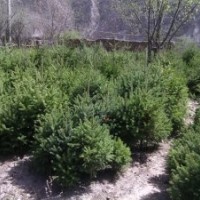 急出售樹(shù)苗