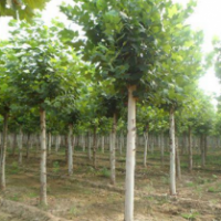 河北保定騰飛苗圃