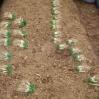 廣西優(yōu)質毛桃芽苗10公分左右大量供應