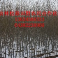 出售楊樹苗柳樹苗云杉小苗梧桐小苗