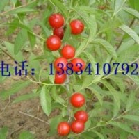 鈣果苗 山西鈣果苗 鈣果苗價(jià)格 絳縣鈣果苗