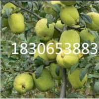 光皮木瓜特賣、16公分光皮木瓜供應(yīng)