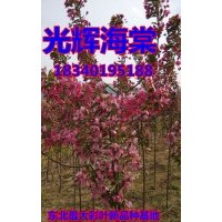 （紅寶石海棠苗）直銷