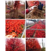 專售美國紅楓小苗至八公分，秋火焰，紅點(diǎn)，紅冠紅楓