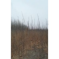 兩年生白蠟小苗100萬株待售