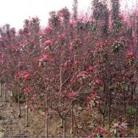 供應紅寶石海棠，碧桃，北欒，紅葉李