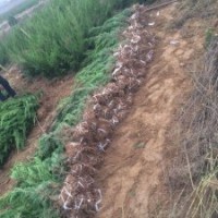 日照龍柏苗木基地