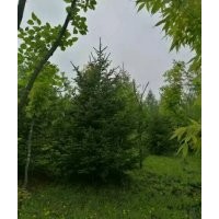 供應(yīng)2-5米紅皮云杉一級(jí)樹(shù)