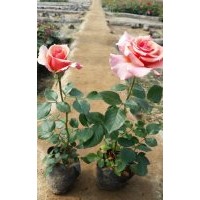 處理2萬棵扦插品種月季小苗