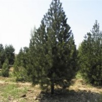 大量供應優(yōu)質白皮松小苗