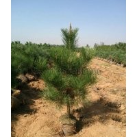 要想成功培育黑松苗須從點滴做起