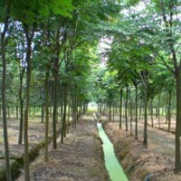 黃山欒樹小苗種植基地，黃山欒樹小苗價(jià)格