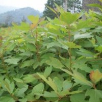 供檫木馬褂木無(wú)患子杜英香樟池杉水杉楓香木荷榿木竹柏茶花苗