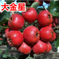 山西運(yùn)城絳縣大金星山楂果