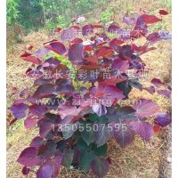 彩葉苗木市場(chǎng)新貴 紫葉加拿大紫荊