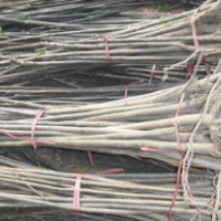 低價供應：臭椿，千頭椿，各種小苗