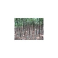 現(xiàn)供國(guó)槐苗 2.3.5.6公分國(guó)槐苗