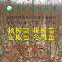 低價(jià)出售花椒苗、桃樹苗、毛桃苗、梨樹苗、海棠苗、速生楊、欒樹