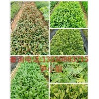 苗農(nóng)的寶貝鴨腳木,龍船花,黃金葉