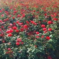 大花月季、月季批發(fā)、中苗供應(yīng)、就近發(fā)貨